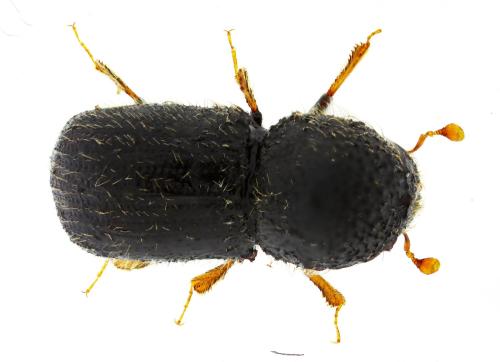 Hypothenemus eruditus
